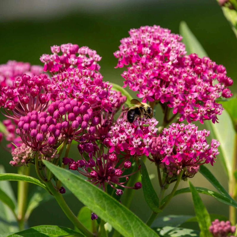 75+ SWAMP MILKWEED BUTTERFLY WEED SEEDS FRESH FOR YOUR FLOWER GARDENS Flowering Plants
