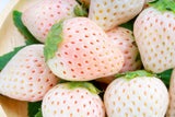 100 WHITE SOUL STRAWBERRY Fragaria Vesca Fruit Flower Berry Seeds *Comb S/H Flowering Plants