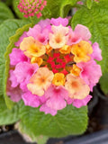 Lantana camara 'Blush Pink' Live House Plants BUY 2 GET 1 FREE Flowering Plants
