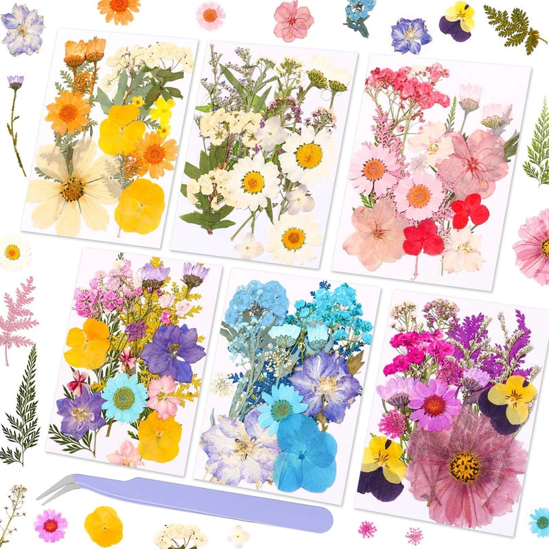 Pressed dried flower petals kit with mixed natural colors on multiple backing sheets
