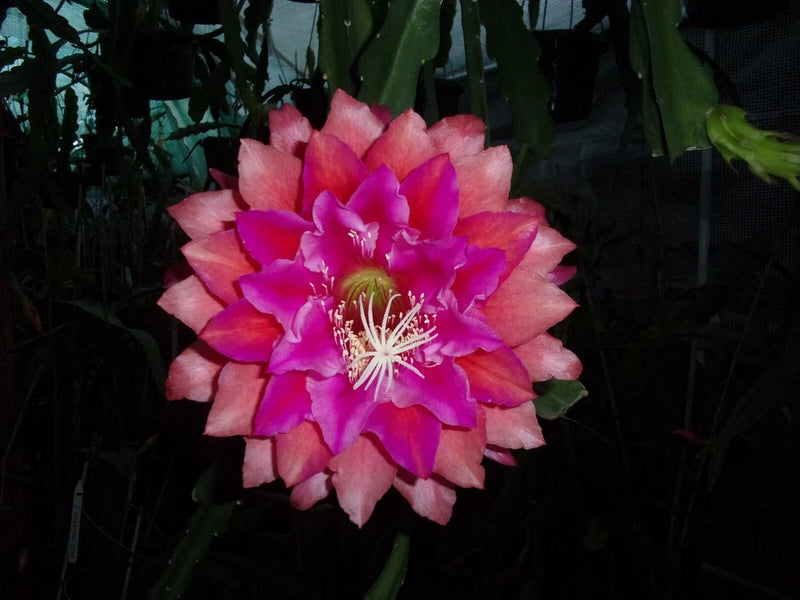 Epiphyllum cutting orchid flower with pink and purple layered petals and long white stamens