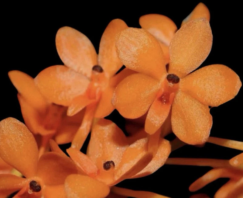 Orange mini orchid cluster with small five-petal blooms