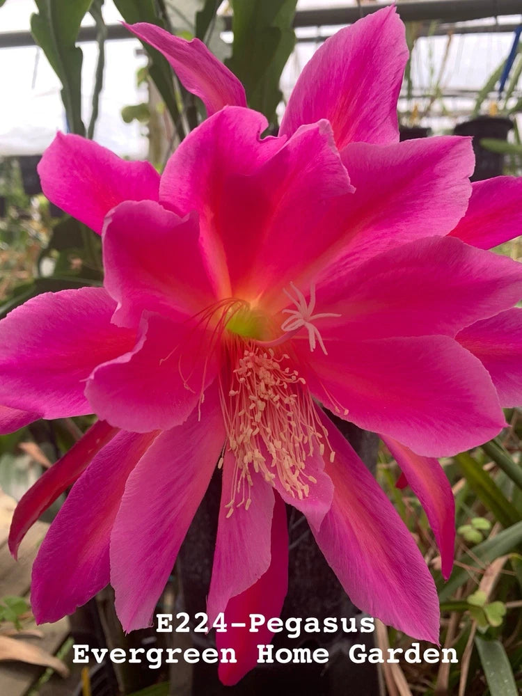 Magenta orchid cactus bloom in small starter pot