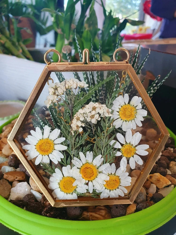 Hexagon glass wall art with dried pressed white daisies and green foliage in wood frame