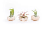 3 Pack Pink Urchins with Assorted Air Plants - Wholesale - Easy Care Tillandsia Green Plant