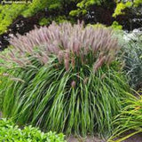 Red Fountain Ornamental Grass-3 clumps already spouting!  Free shipping! Pampas Grass