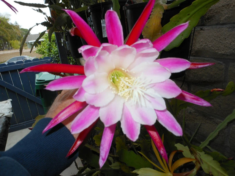Orchid cactus flower with pink-and-white petals and pale yellow center, on green stems