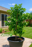 Soursop Tree (Guanabana) Ð Live Fruit Tree Ð Healthy Young Plant Ð USDA - NO CA Green Plant