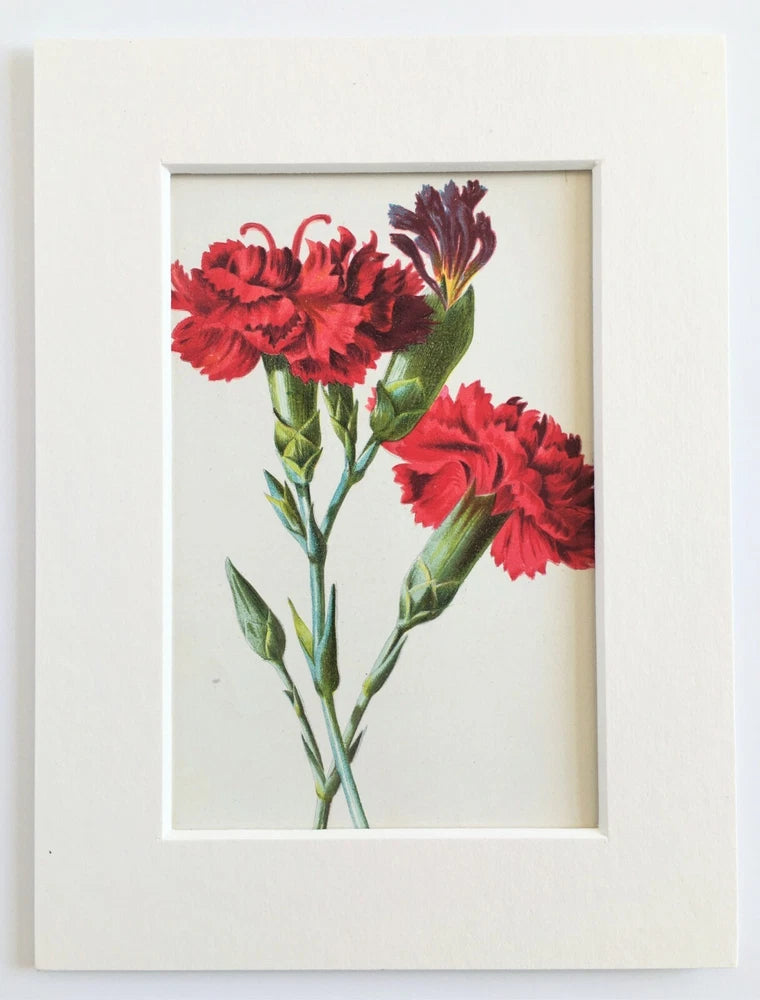 Framed botanical carnation flower print with red blooms and green stems
