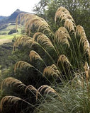 Ornamental Grass Seed - Cortaderia Pampas Grass Richardii Seeds Pampas Grass