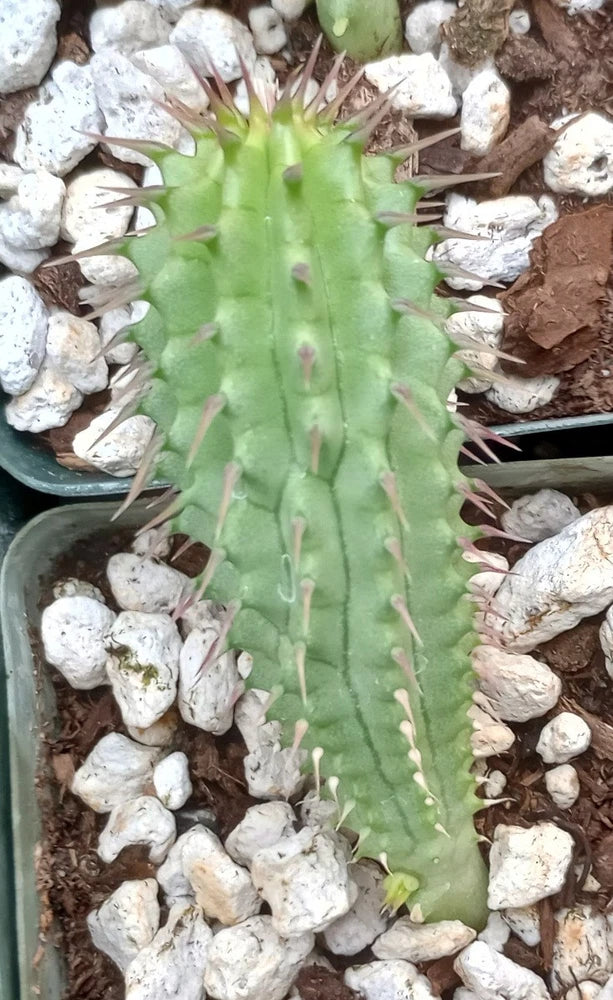Hoodia gordonii Plant Good For Hunger Supression or Garden 67 Garden Plants