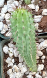 Hoodia gordonii Plant Good For Hunger Supression or Garden 67 Garden Plants