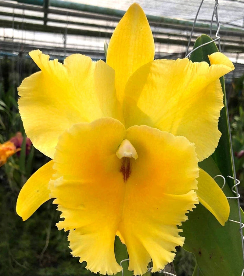 Yellow orchid plant with large ruffled blooms and central pale throat