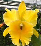 Live Orchid plantÑ- Rlc. Rlc. Golden Godzilla Orchids