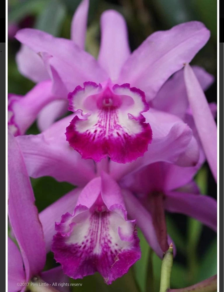 Pink and purple orchid blooms with white ruffled centers