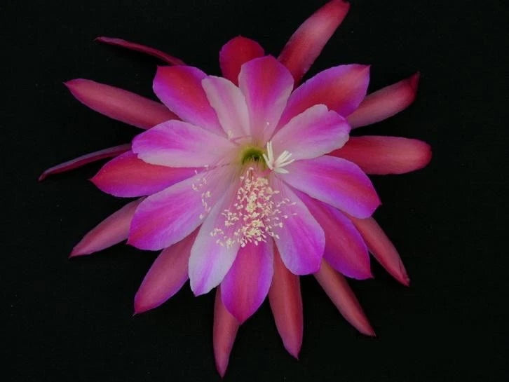 Orchid cactus flower with pink and purple petals and a pale center