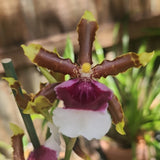 Oncidium Witchs Jewel Ivory lips fragrant Orchid Live Plant White Purple Yellow Orchids