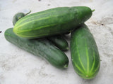 50 MARKETMORE 76 CUCUMBER SEEDS  FRESH HARVEST FOR GARDENS Garden Plants