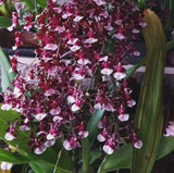 Onc. Sherry Baby 'Sweet Fragrance' Live Orchid Plant  1B Orchids