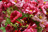 200+ Velouette Cosmos Seeds for Garden Planting - USA - FREE SHIPPING! Garden Plants