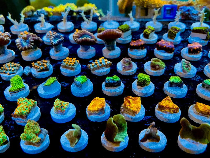 InfinityReefs AquaCultured Coral Frags, BUY PACKS & SAVE! no duplicates sent! Anemone