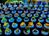 InfinityReefs AquaCultured Coral Frags, BUY PACKS & SAVE! no duplicates sent! Anemone