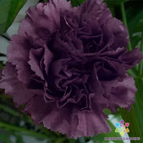 200+ Grenadin King of Blacks Carnation Seeds for Garden - USA - FREE SHIPPING! Garden Plants