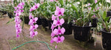 Orchid Dendrobium Zechia Lynn Pink Mad Happenings hanging Plant,to Orchids