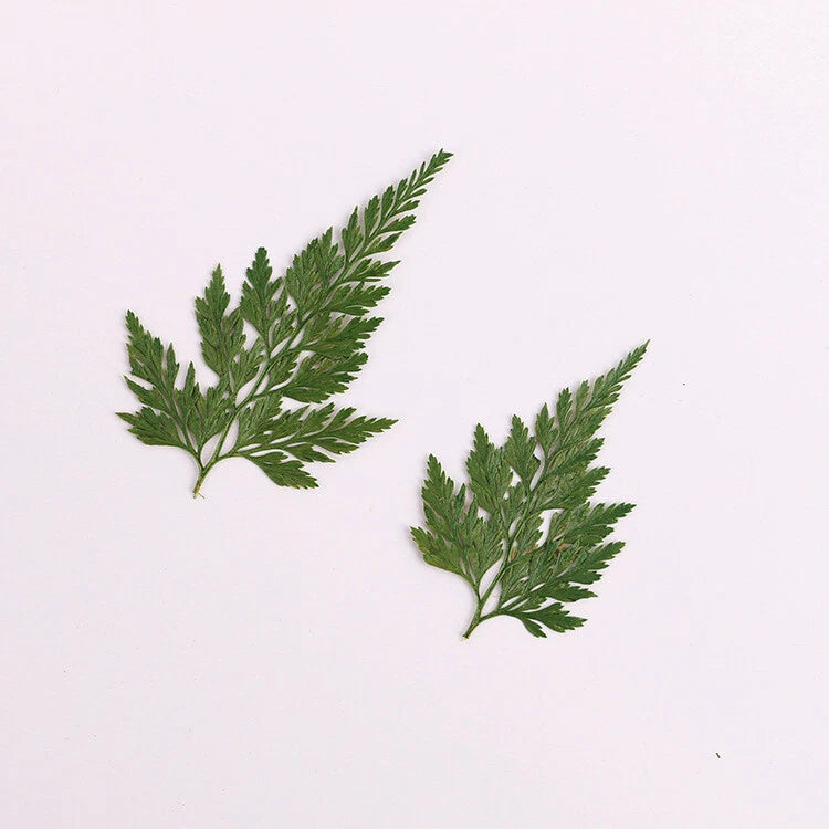8PCS real Pressed dry  Lace Fern leaf for art candle craft FCD33 Dried Flower