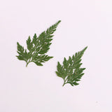 8PCS real Pressed dry  Lace Fern leaf for art candle craft FCD33 Dried Flower
