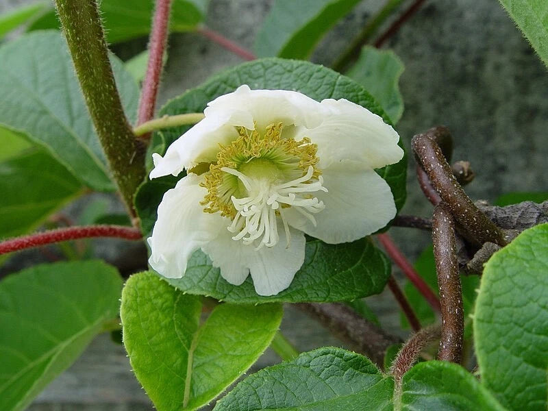 Actinidia chinensis | Golden Kiwi | 20_Seeds Garden Plants