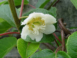 Actinidia chinensis | Golden Kiwi | 20_Seeds Garden Plants