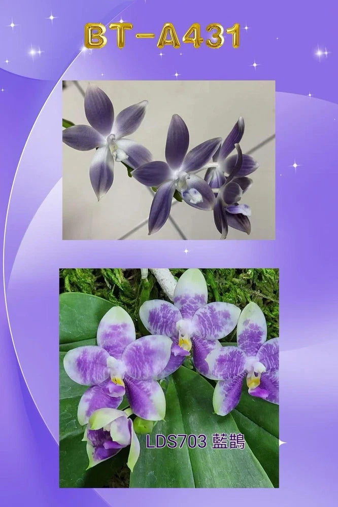 Purple and white Phalaenopsis orchid flowers with violet centers on stems
