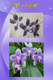 Phalaenopsis (speciosa f. blue x LD Avatar ÔBlue BirdÕ) BTA431 Orchids