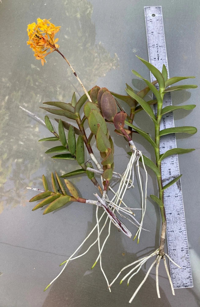 Dark yellow orchid cuttings with green leaves and orange flower spikes, with bare roots
