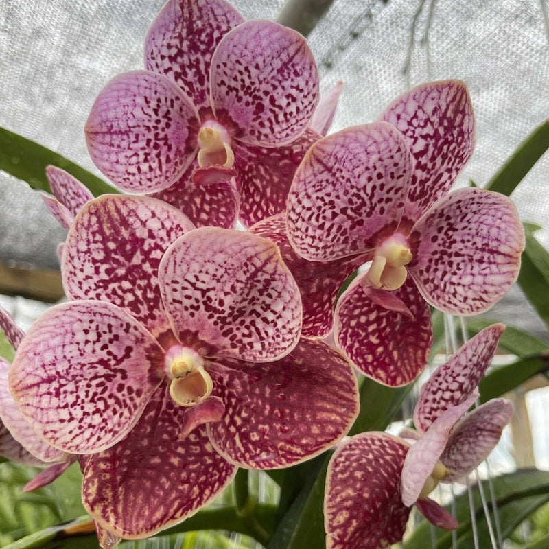 (583-3) Ascda Kultana 'Brown 'x V.Kultana violetta       NBS Orchids
