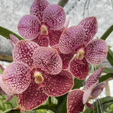 (583-3) Ascda Kultana 'Brown 'x V.Kultana violetta       NBS Orchids