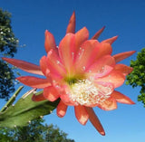 Live Orange Epiphyllum Orchid Cactus Ð 2 Healthy Plants in 4