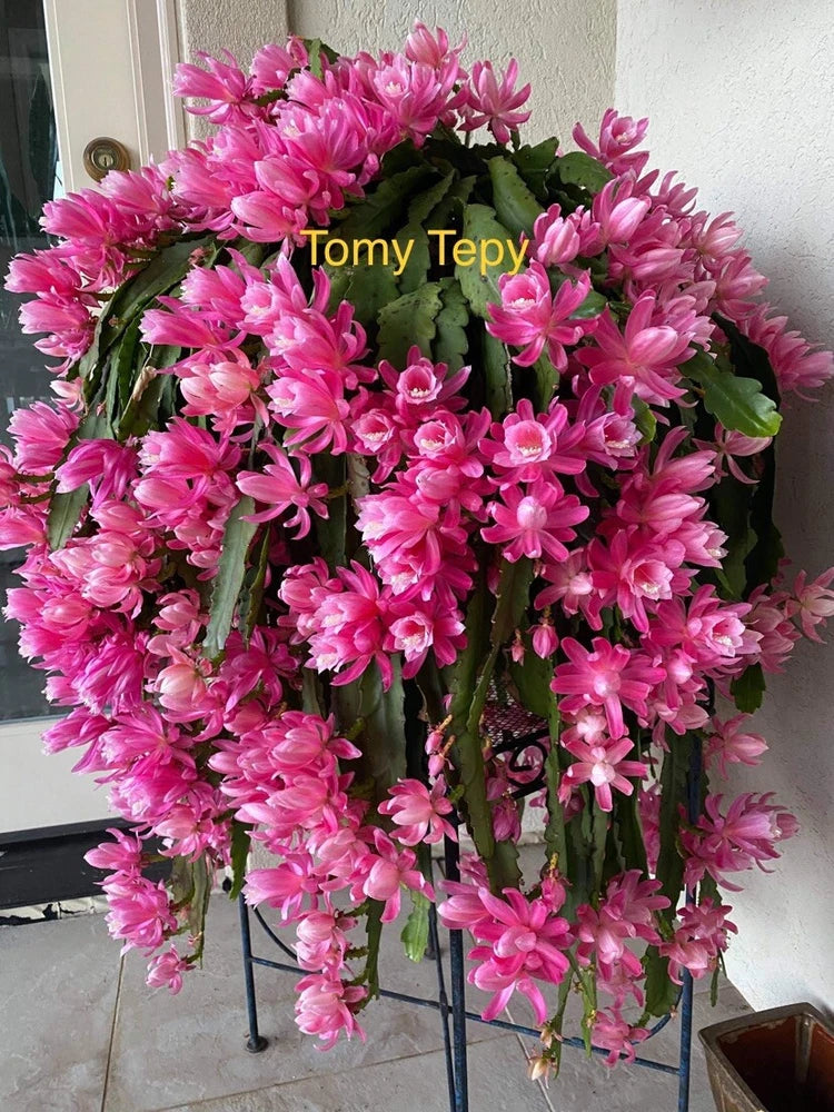 Orchid cactus cuttings with clusters of bright pink flowers and green stems