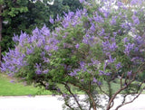 25 ABBEVILLE BLUE CHASTE TREE SEEDS - Vitex agnus-castus 'Abbeville Blue' Garden Plants