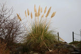 Photo A3 Pampas Grass, Girvan At McCreath Park on the North side of the  c2022 Pampas Grass