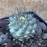 D3551 COPIAPOA TENEBROSA pot10-H5-W5 cm MaMa Cactus Green Plant