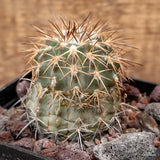 D3734 ISLAYA COPIAPOIDES V.ECHINATA pot10-H7-W6 cm MaMa cactus Green Plant