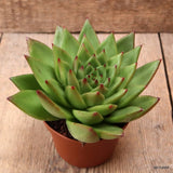 D7459 ECHEVERIA AGAVOIDES pot10-H8-W16 cm MaMa Cactus Green Plant