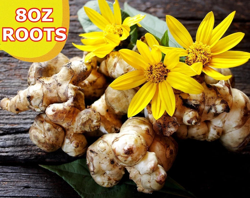 8OZ Jerusalem Artichokes tubers SunchokesÊRoots Tubers freshly dugÊplant or eat Garden Plants
