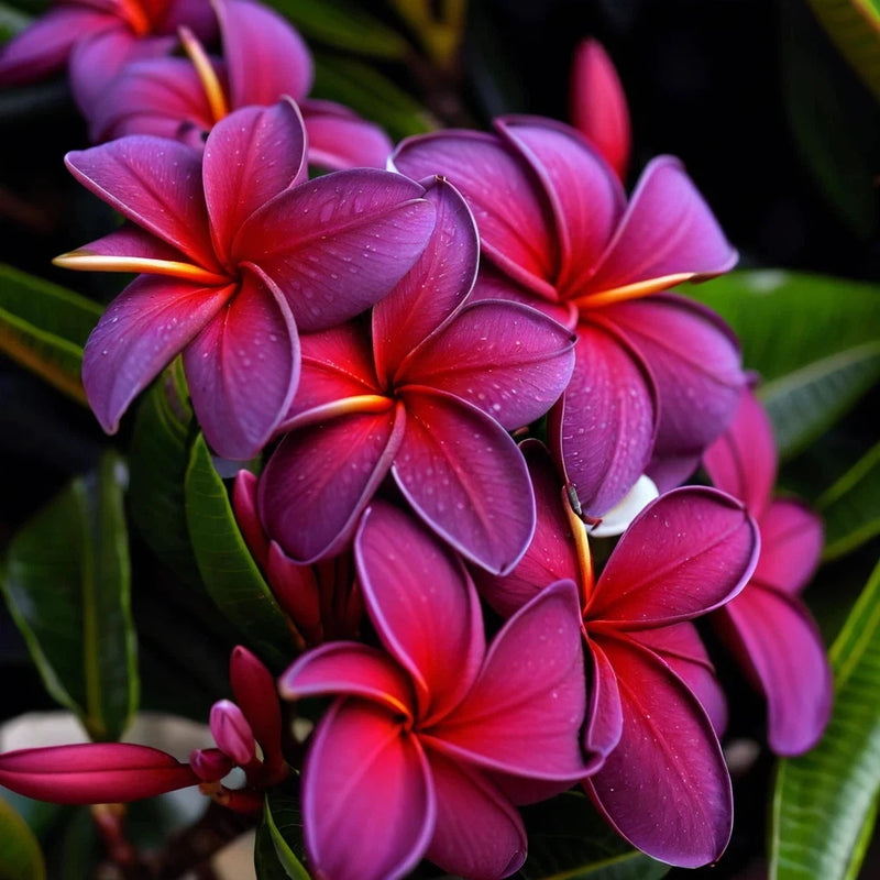 5 Black Purple Plumeria Seeds Plants Flower Lei Hawaiian Perennial Bloom Seed Flowering Plants