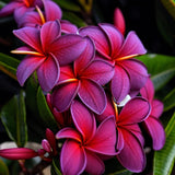 5 Black Purple Plumeria Seeds Plants Flower Lei Hawaiian Perennial Bloom Seed Flowering Plants
