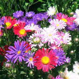 500+SingleChina Aster Seeds Mix Colorful Daisy-like Garden Flowers Seeds USA Daisies