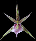 Mtssa_CHARLES FITCH_IZUMI_spicy fragrance EZ grow big odontoglossum orchid Orchids