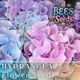 Spring Mix Hydrangea Seeds 85 or 250 Seeds Flower, Flower Seeds, Non GMO Hydrangea